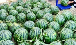 爆料中国吃瓜视频大全最新,热门爆料，趣味横生，带你领略网络热点！