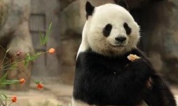 美国爆料熊猫乐乐视频大全,萌态百出，网友直呼可爱爆表