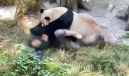 娱乐圈爆料熊猫的是谁,是谁曝光了熊猫的惊天秘密？