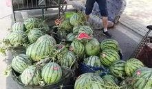 盘锦网红吃瓜事件,一场网络狂欢背后的真相揭秘