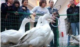 桂林鸡鸭爆料事件最新,揭露背后惊人真相，食品安全再引关注