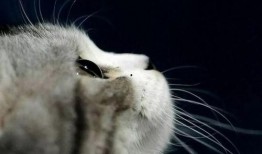 娱乐吃瓜酱剪猫,揭秘“剪猫”背后的故事与真相