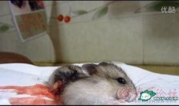 番鼠爆料视频大全最新,揭秘娱乐圈幕后真相