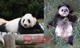 美国爆料熊猫乐乐视频大全,萌态百出，网友直呼可爱爆表