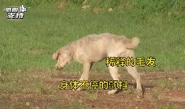 爆料救助狗狗视频播放
