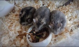 番鼠爆料视频大全最新,揭秘娱乐圈幕后真相