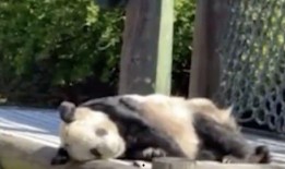 娱乐圈爆料熊猫的是谁,是谁曝光了熊猫的惊天秘密？