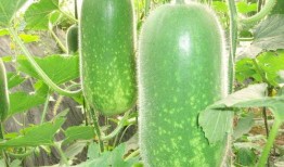 网红吃瓜走红图片大全,盘点那些爆笑走红瞬间