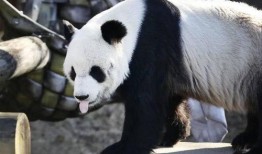 美国爆料熊猫乐乐视频大全,萌态百出，网友直呼可爱爆表