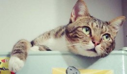 娱乐吃瓜酱剪猫,揭秘“剪猫”背后的故事与真相