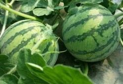 上海网红八卦吃瓜事件,吃瓜群众揭秘幕后真相