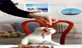 迪哥最新爆料曝光,揭秘娱乐圈最新劲爆事件！