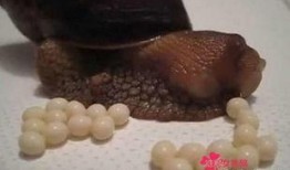 蜗牛爆料的视频,精彩瞬间一网打尽