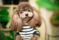 爆料泰迪是谁的狗啊视频