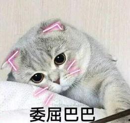 娱乐吃瓜君七七和折耳猫